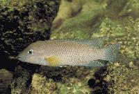 <i>Neolamprologus modestus</i>, Zambia