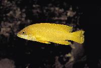 <i>Neolamprologus mustax</i>, Sumbu