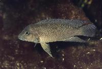 <i>Neolamprologus petricola</i>, Cap Tembwe