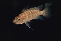 <i>Neolamprologus prochilus</i>, Mbete