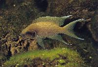 <i>Neolamprologus pulcher</i>, Chituta