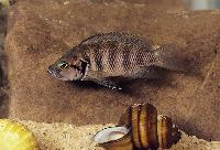 <i>Neolamprologus savoryi</i>, Magara