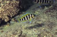 <i>Neolamprologus sexfasciatus</i>, Kipili (yngel)