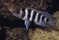 <i>Neolamprologus sexfasciatus</i>, Katete