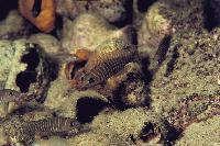 <i>Lamprologus similis</i>