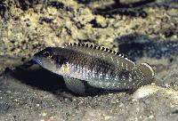 <i>Lamprologus speciosus</i>, Kalemie