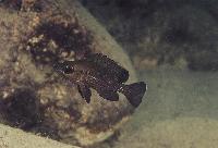 <i>Neolamprologus toae</i>, Cap Tembwe