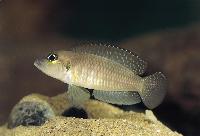 <i>Neolamprologus wauthioni</i>, Kigoma