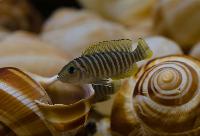 <i>Lamprologus similis</i>