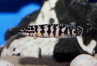 <i>Julidochromis marlieri</i>, Gombe