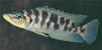 <i>Altolamprologus fasciatus</i>, Ulwile