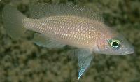 <i>Lamprologus caudopunctatus</i>, kipili, Namansi