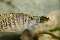 <i>Altolamprologus calvus</i> äter duboisi