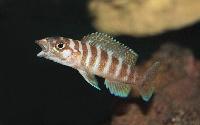 <i>Neolamprologus cylindricus</i>