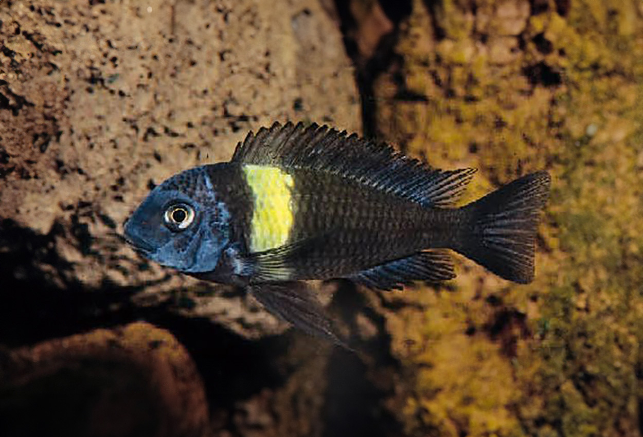 Foto på fisken Tropheus duboisi, Maswa