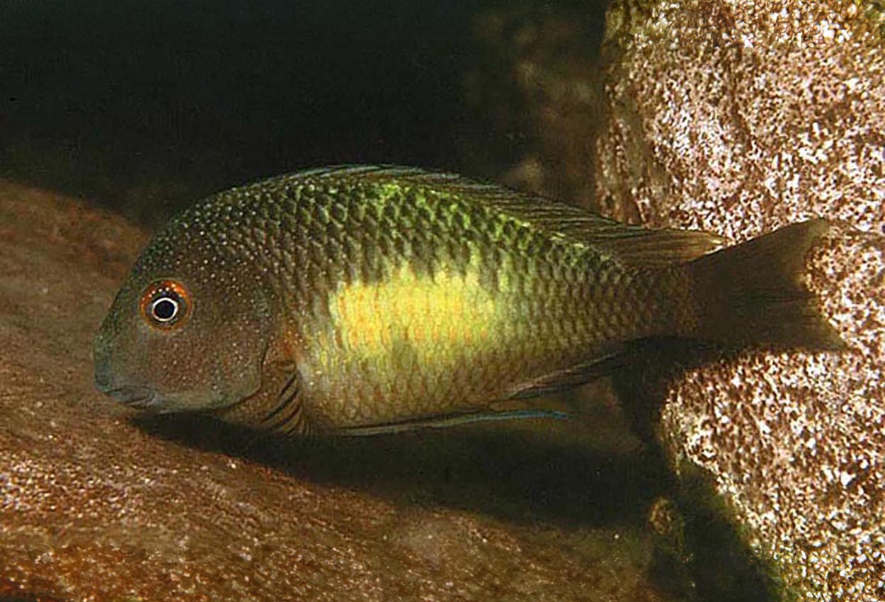 Foto på fisken Tropheus moorii, Isanga