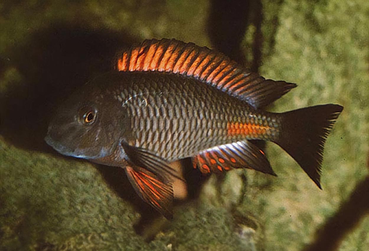Foto på fisken Tropheus sp. 'red', Kipimbi