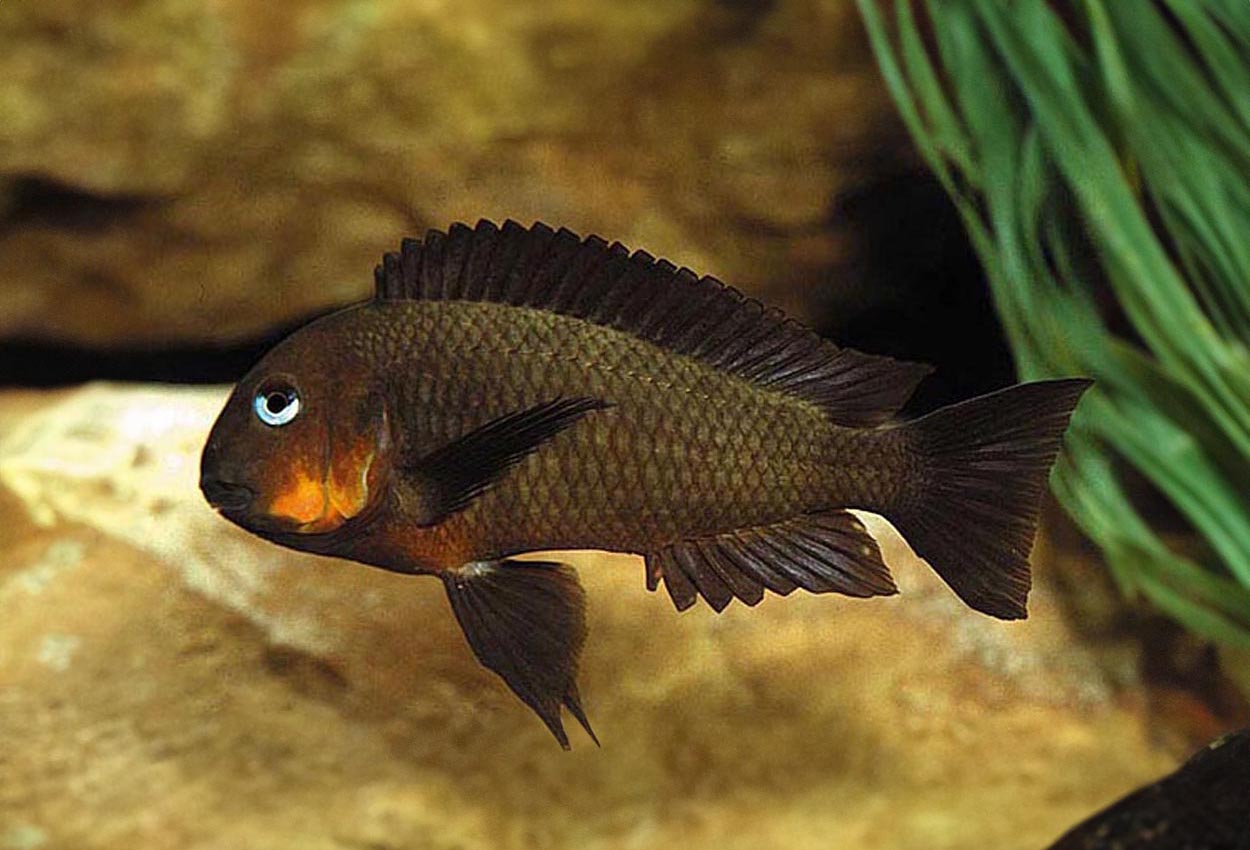 Foto på fisken Tropheus sp. 'mpimbwe', Msalaba