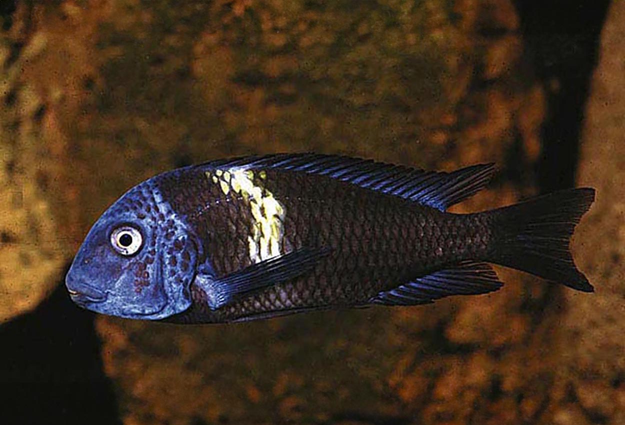 Foto på fisken Tropheus duboisi, Kigoma