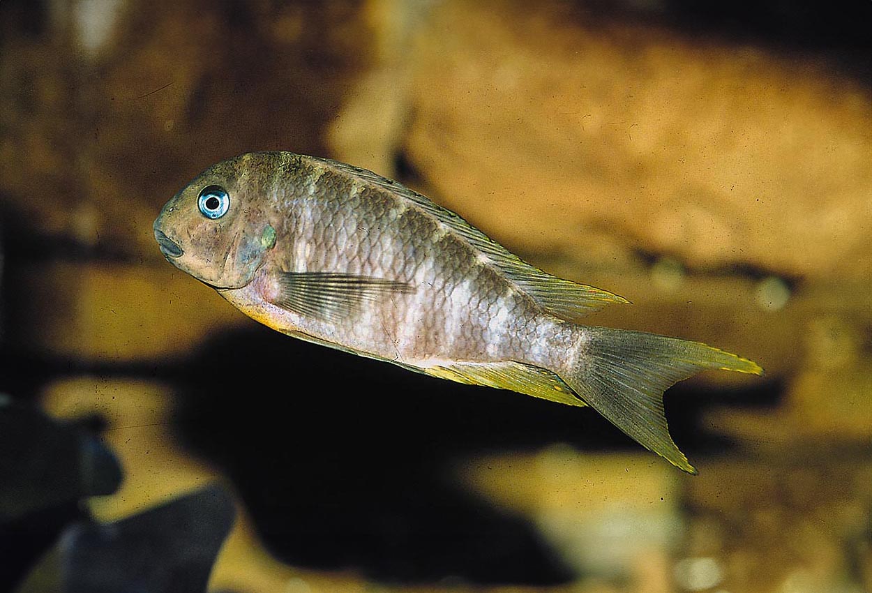 Foto på fisken Tropheus annectens, Bulu Point