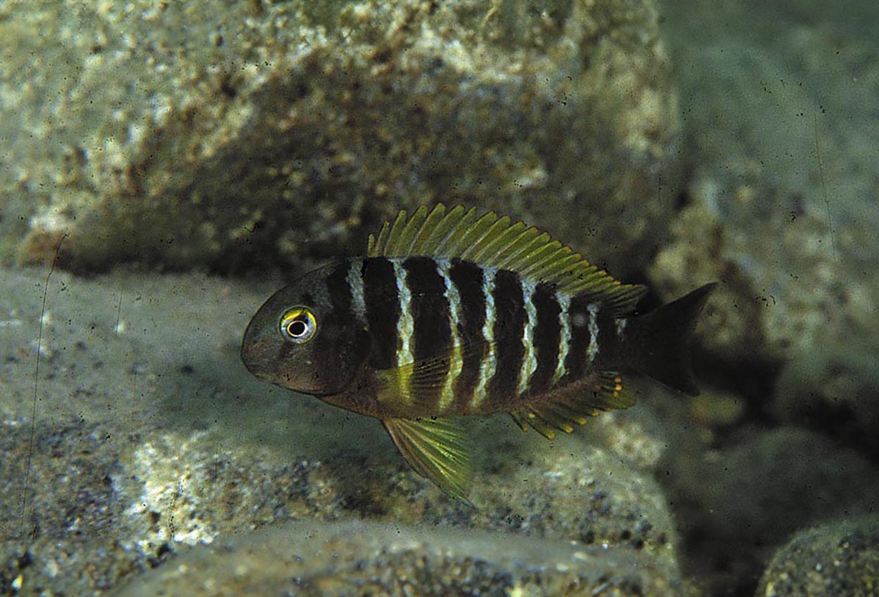 Foto på fisken Tropheus brichardi, Kavala
