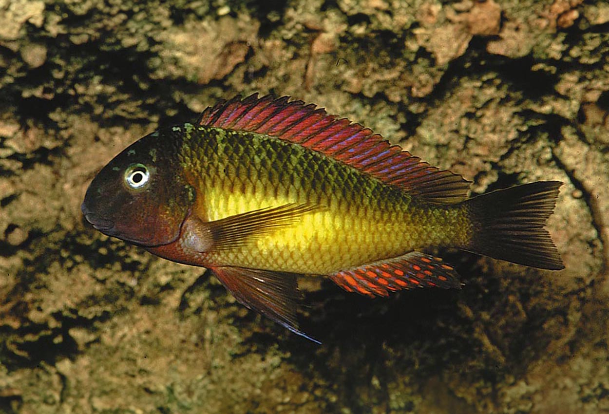 Foto på fisken Tropheus moorii, Kasanga