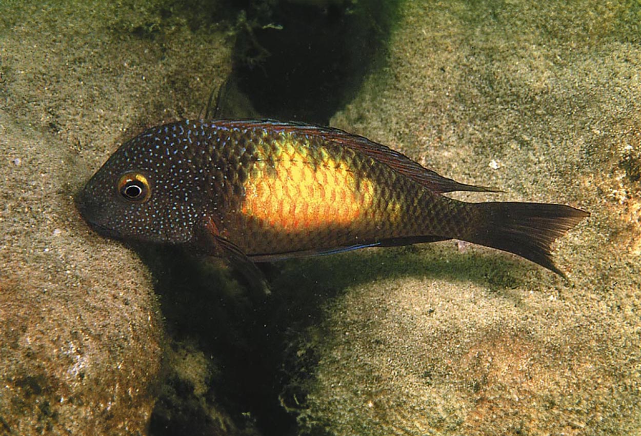 Foto på fisken Tropheus moorii, Kasakalawe