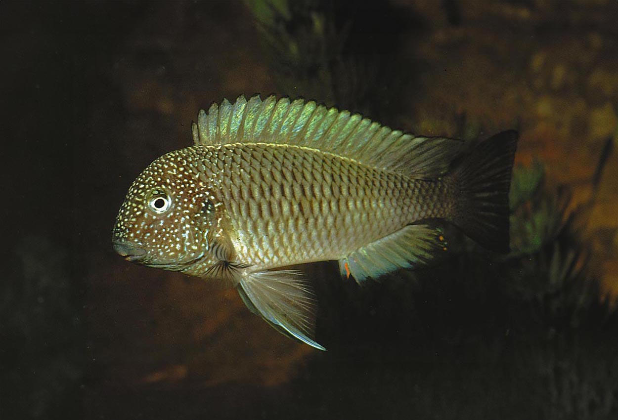 Foto på fisken Tropheus moorii, Lusingu