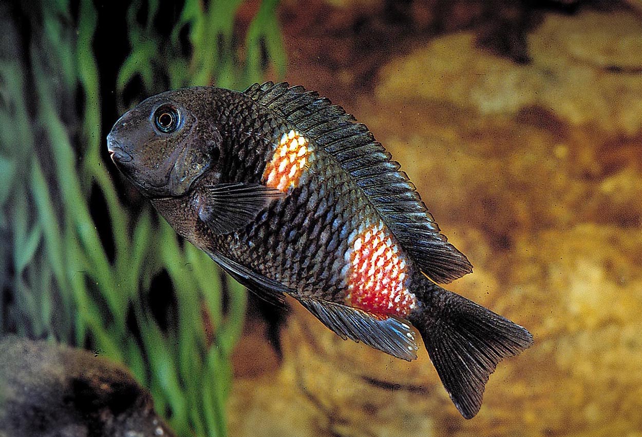 Foto på fisken Tropheus sp. 'black', Mabilibili