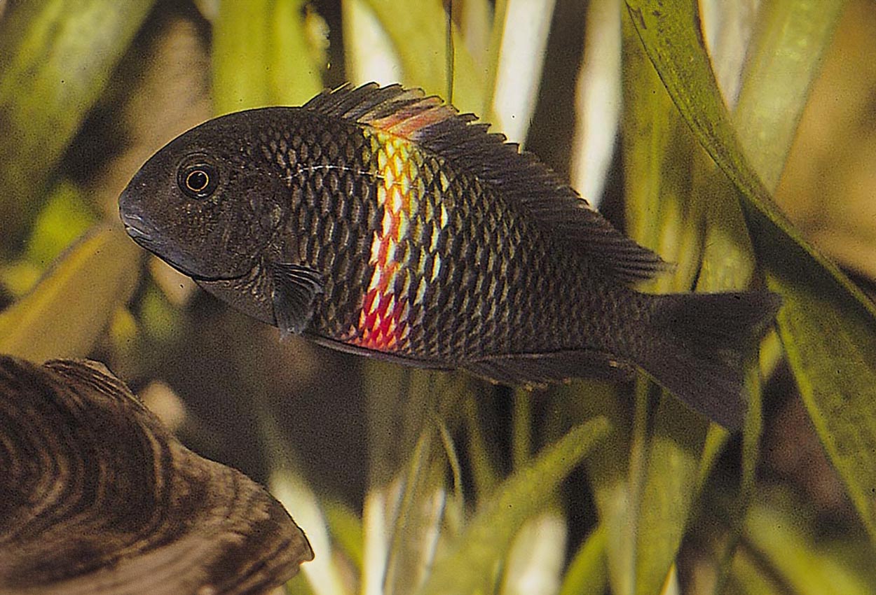 Foto på fisken Tropheus sp. 'black', Magara