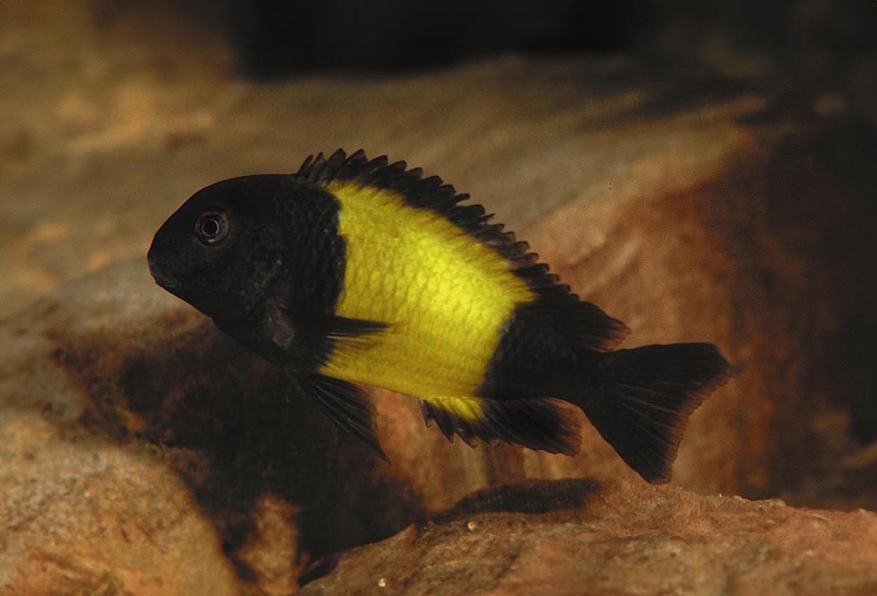 Foto på fisken Tropheus sp. 'ikola'