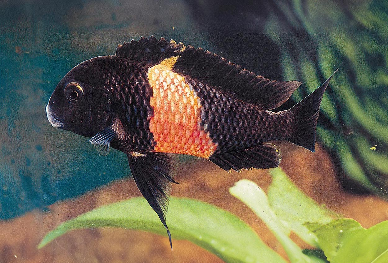 Foto på fisken Tropheus sp. 'black', Pemba
