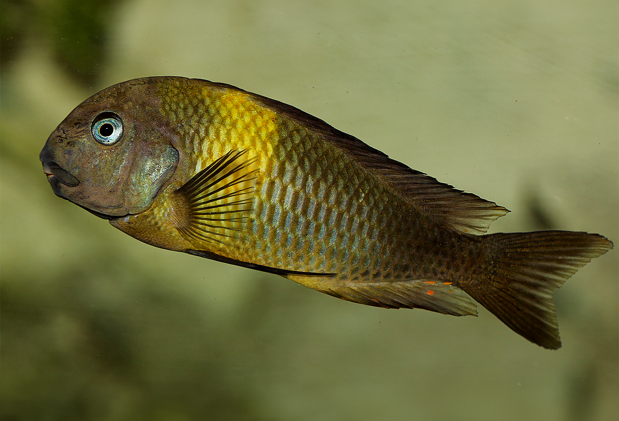 Foto på fisken Tropheus sp. 'viridescens', Maswa