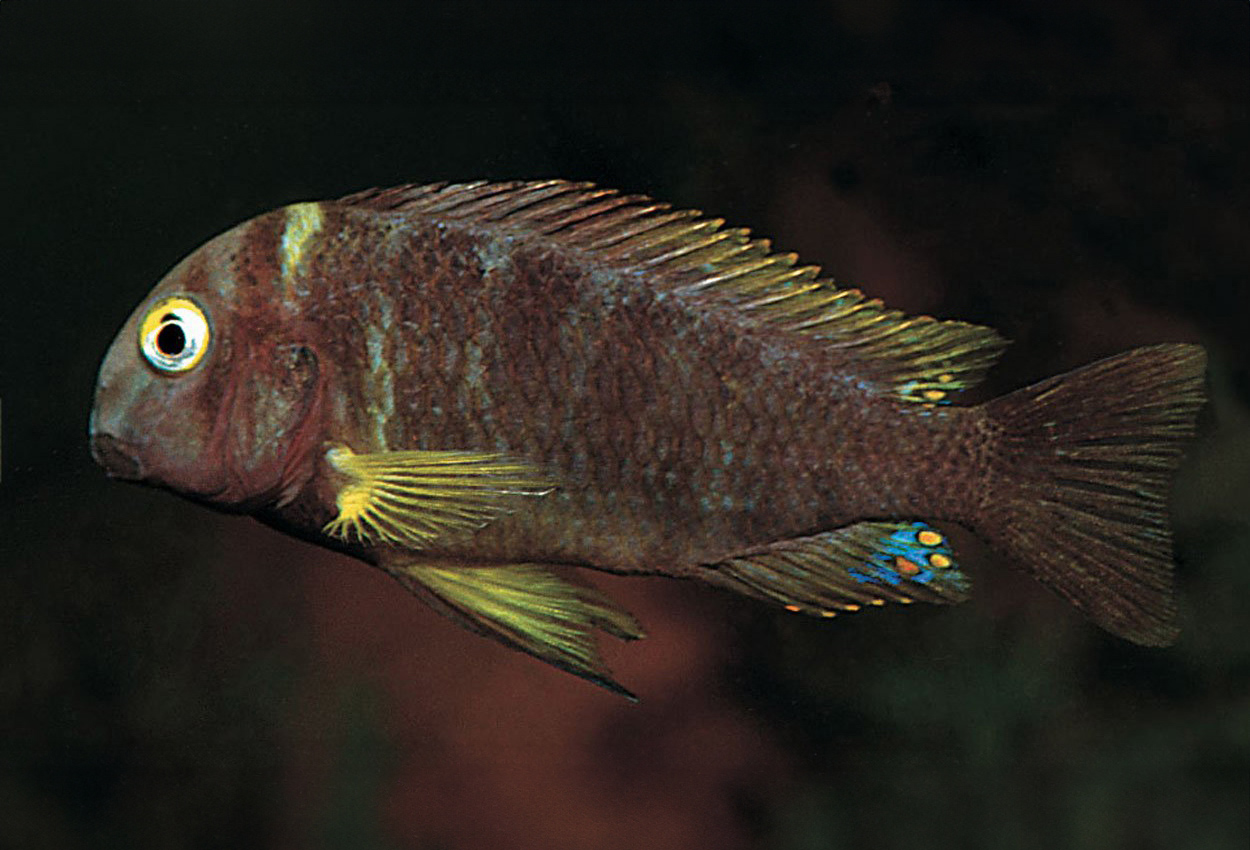 Foto på fisken Tropheus  brichardi, Kalemie