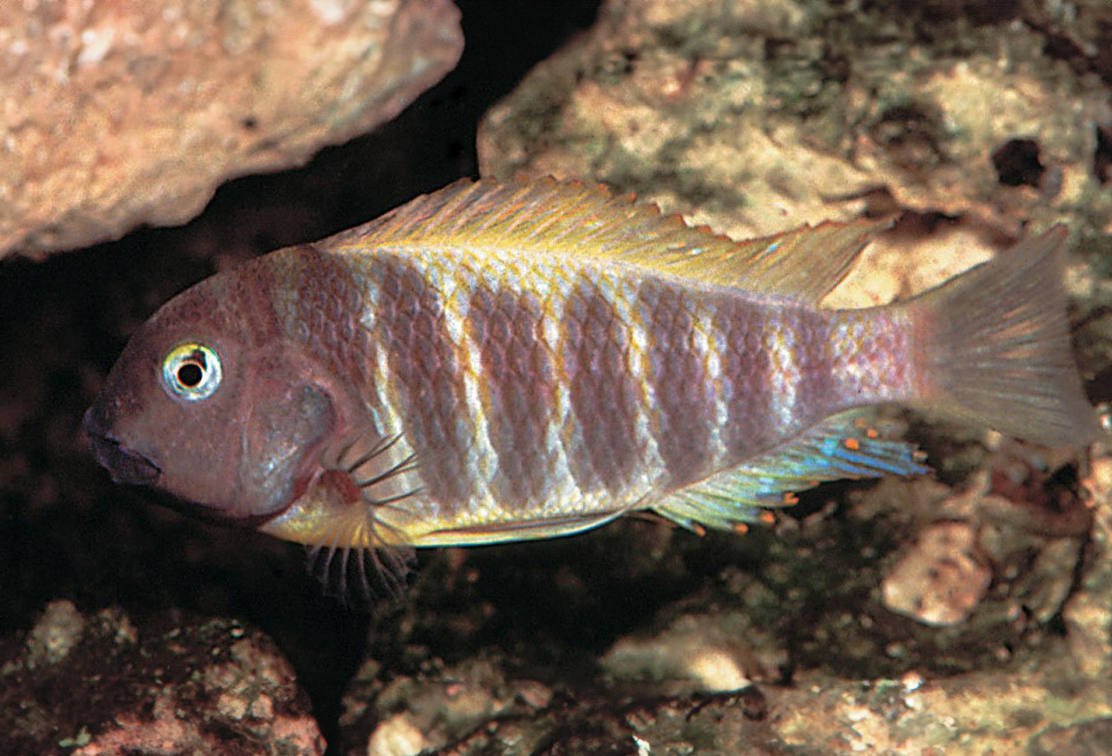 Katonga brichardi 