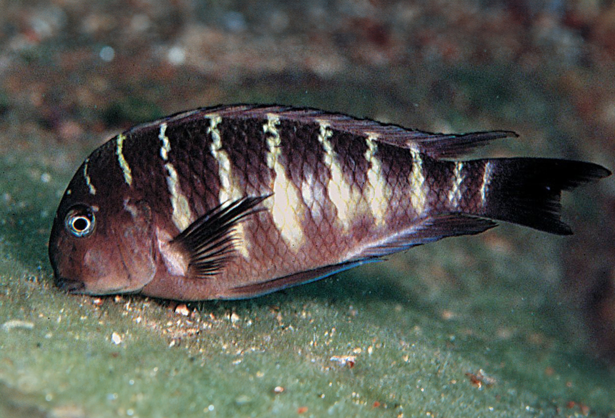 Foto på fisken Tropheus moori, Hinde B