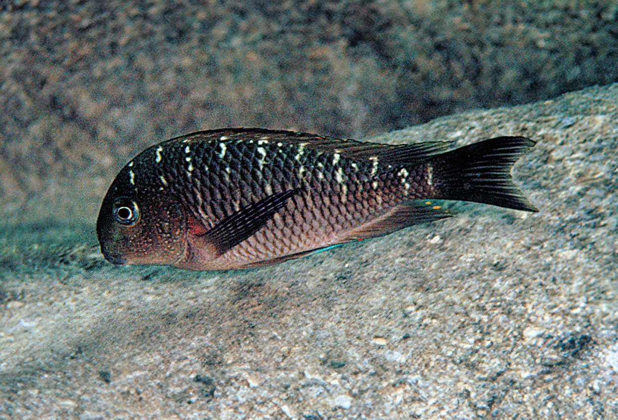 Foto på fisken Tropheus moori, Kanoni