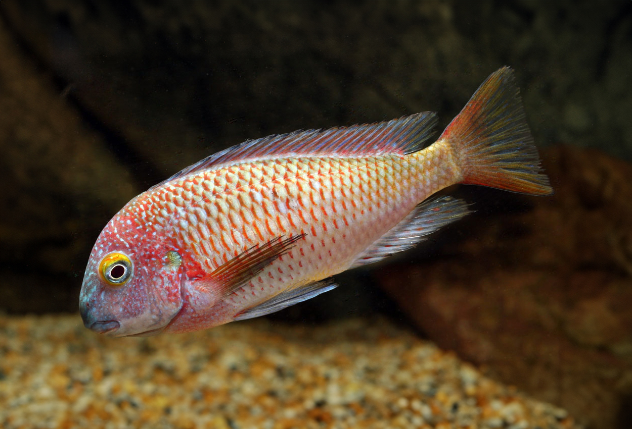 Foto på fisken Tropheus moorii, Chaitica