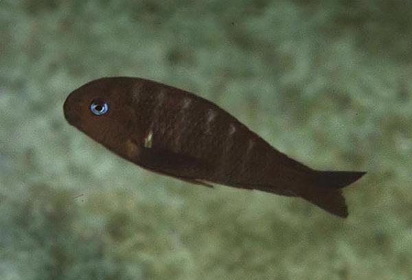 Kapemba brichardi