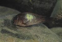 <i>Tropheus moorii</i>, Kapampa