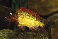 <i>Tropheus moorii</i>, Nkamba