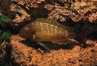 <i>Tropheus moorii</i>, Nangu