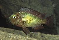 <i>Tropheus moorii</i>, Katoto