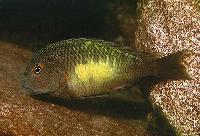 <i>Tropheus moorii</i>, Isanga