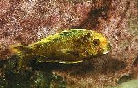 <i>Tropheus moorii</i>, Isanga (golden kalambo)