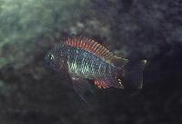 <i>Tropheus moorii</i>, Muzi