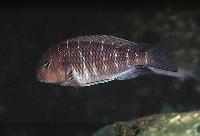 <i>Tropheus moorii</i>, Fulwe