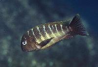 <i>Tropheus moorii</i>, Mtosi