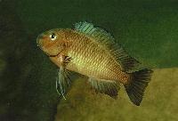 <i>Tropheus moorii</i>, Lyamembe