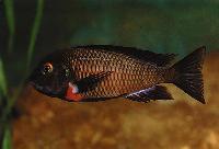 <i>Tropheus</i> sp. 